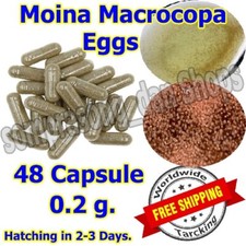 Live Moina Macrocopa Eggs for Aquarium Fish Fry Feeding 48 Caps 0.2g