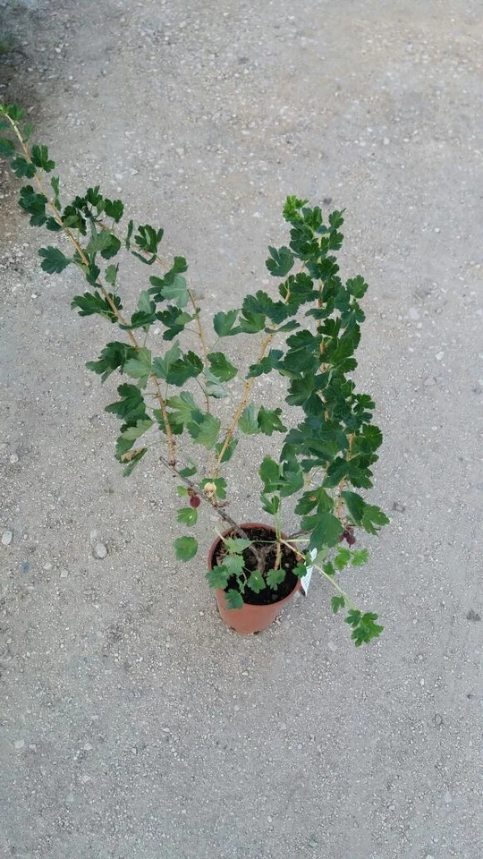 N.4 PIANTE DI FRUTTI BOSCO (1 RIBES + 1 LAMPONE ROSSO + 1 MORA + 1 UVA SPINA) - Immagine 2 di 2