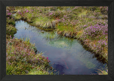 Moorauge mit Heide Gerahmtes Wandbild Poster Leinwanddruck Bild