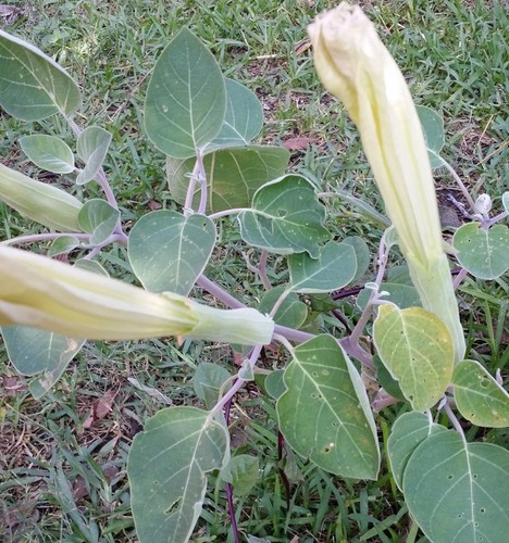 DATURA, SACRED DATURA, MOON FLOWER, DEVIL’S/ANGEL TRUMPET, LUSH, 25 SEEDS - Picture 8 of 9