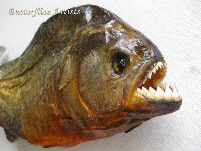 Piranha Red Bellied Razor Teeth Pygocentrus nattereri Framed