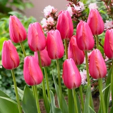 Easy to Grow Tulip Cape Holland 10 Plant Bulbs, Spring Single Group Zones 3-8