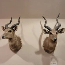 2 African Sitatunga Antelope Shoulder Mounts. Vintage set of horns. Package buy.