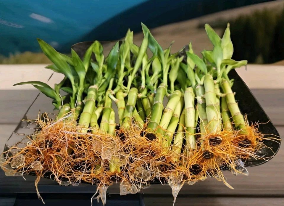 10 LUCKY BAMBOO PLANTS 4" Free Gold Wires Indoor Perennial,  Ideal GIFT - Image 2 of 4