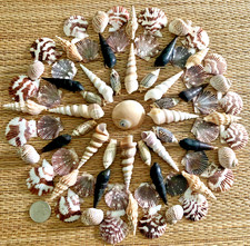 73 PIECE MEDLEY OF BEAUTIFUL SMALL MEDIUM TO MEDIUM SEA SHELLS