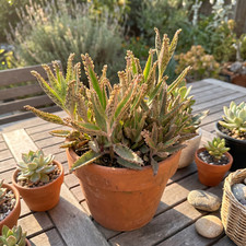 6 Mother of Thousands (Kalanchoe daigremontiana) Live Bare Root Succulent