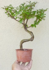 Chinese Elm Pre Bonsai Dwarf Shohin Nice Movement Fat Trunk Nebari