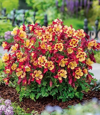 BALDUR Garten Akelei 'Earlybird  Red Yellow',9 Pflanzen
