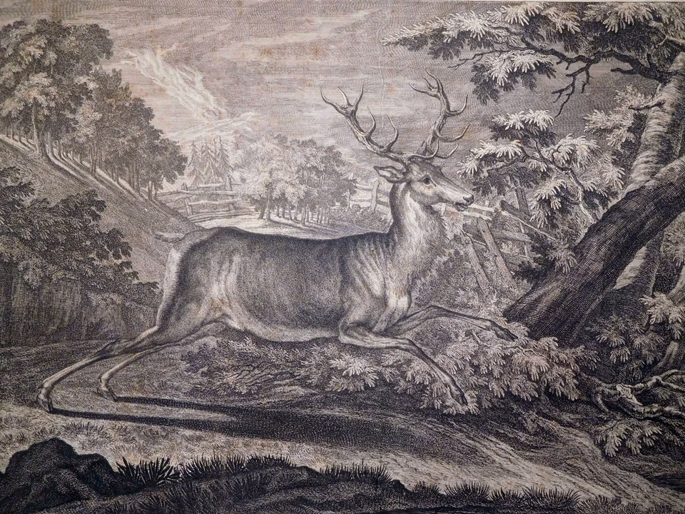 Radierung,  Zwölfender, J.E. Ridinger, 1736,  Thienemann 201, B.H. Brockes - Bild 4 von 4