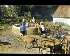 SANCERRE / En SANCERROIS (18) CHEVRES à la FONTAINE en 1984
