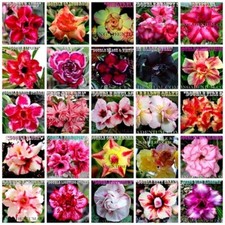1000 SEEDS ADENIUM OBESUM DESERT ROSES DOUBLE / TRIPLE FLOWERS MIXED ASSORTED 2