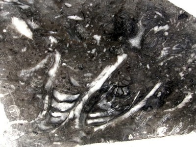 Crinoid Fossil Marble Rough Rock from Mexico 9 lbs. 7 oz. Slab Saw Cabbing Rough