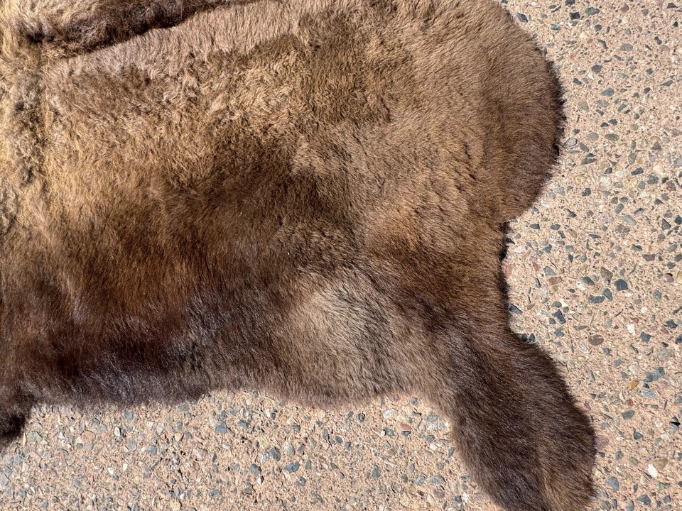 Bison Buffalo Hide Fur Rug Wall Hanging. Premium - Image 3 of 4