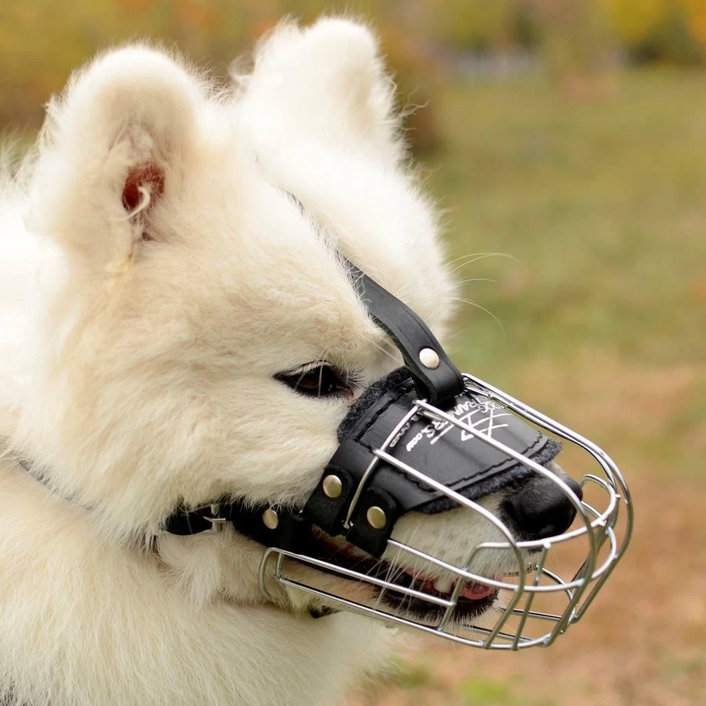 Husky muzzle top