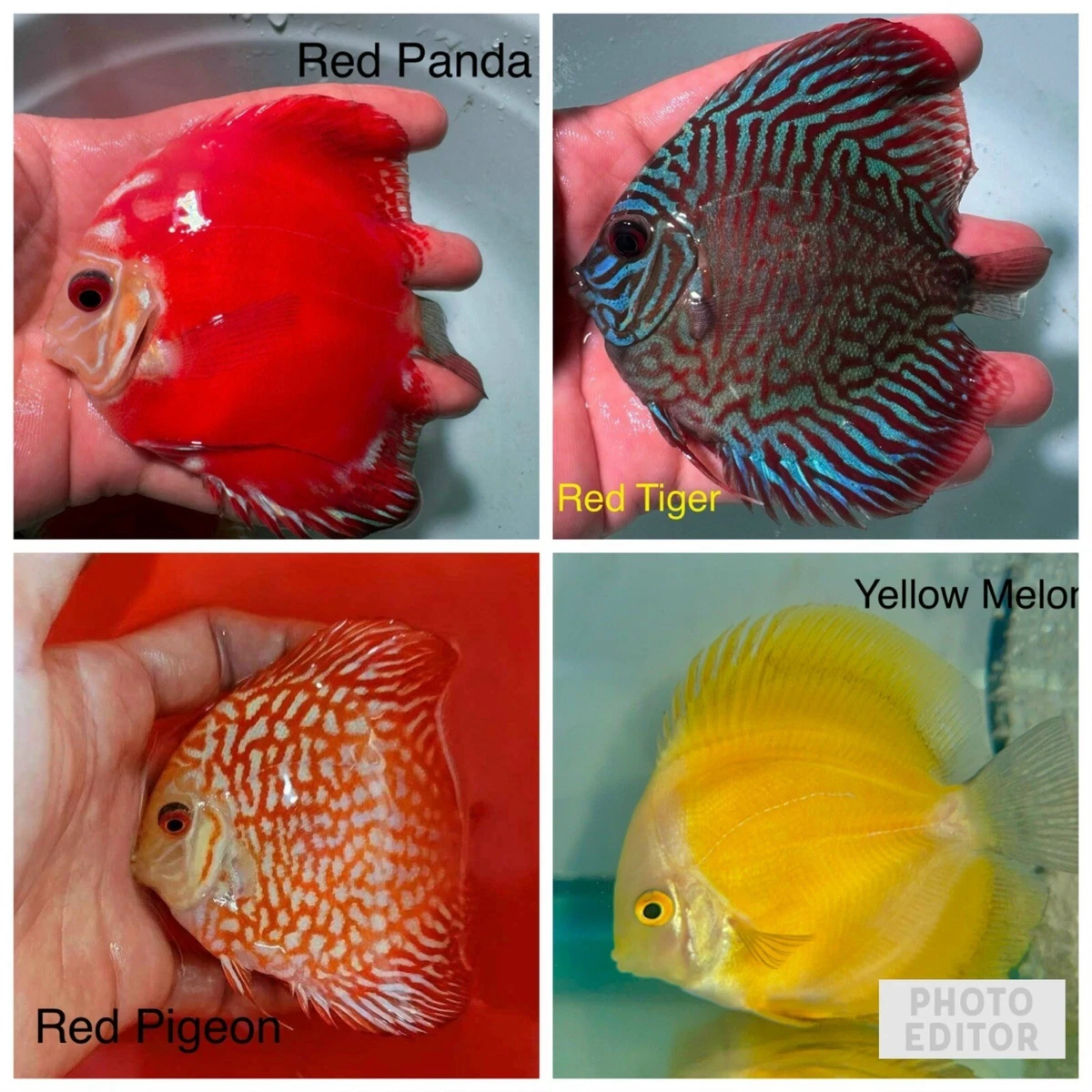 Live Discus Discus Athletic Pack Of 6 Live Discus Fish - 4 Inch Freshwater Tropical ...