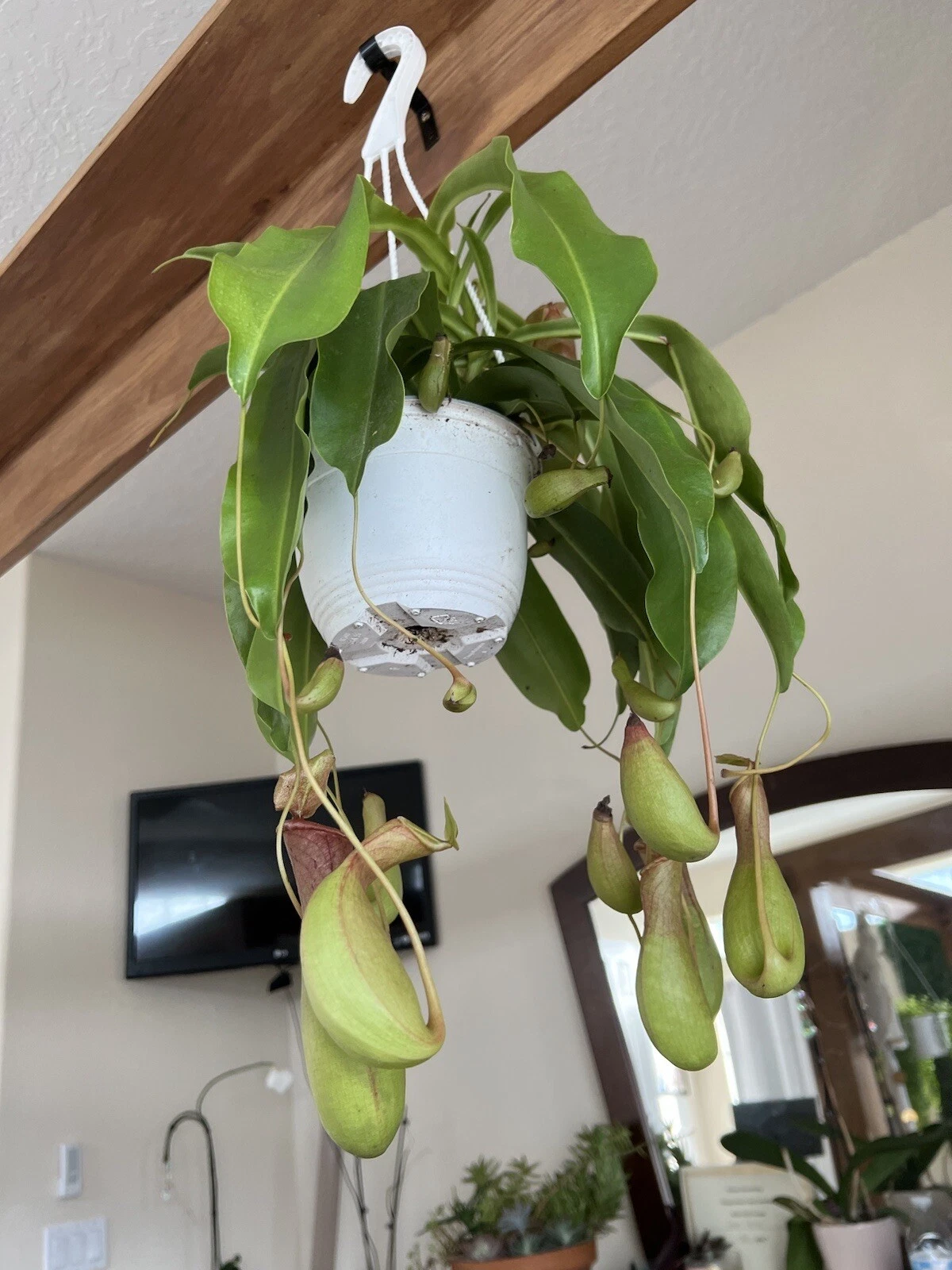 Pitcher Live Plant, Big Size, Hanging Basket Included