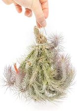 Large Hanging Tillandsia Funckiana Air Plant Cluster - Easy Indoor Outdoor