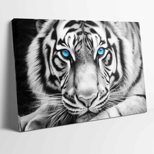 White Tiger Blue Eyes Animal Portrait Stretched Canvas or Unframed Poster Print