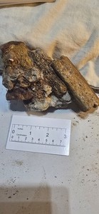 SharkTooth Hill Fossil Bone and Tooth Fragments Cluster #2. Bakersfield,CA
