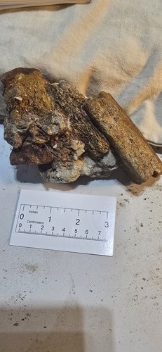 SharkTooth Hill Fossil Bone and Tooth Fragments Cluster #2. Bakersfield,CA