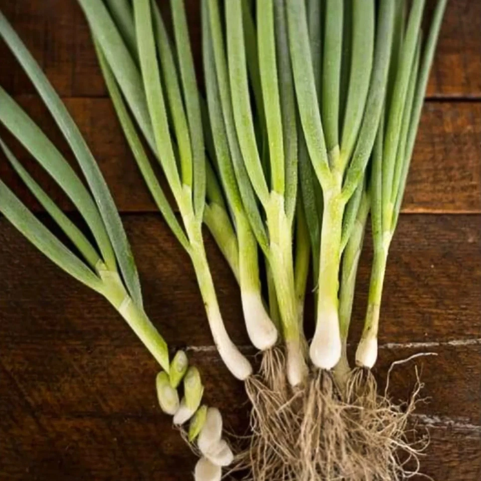 Warrior Bunching Onion Seeds, AAS, NON-GMO, Japanese Bunching Onion, FREE SHIP - Image 2 of 2