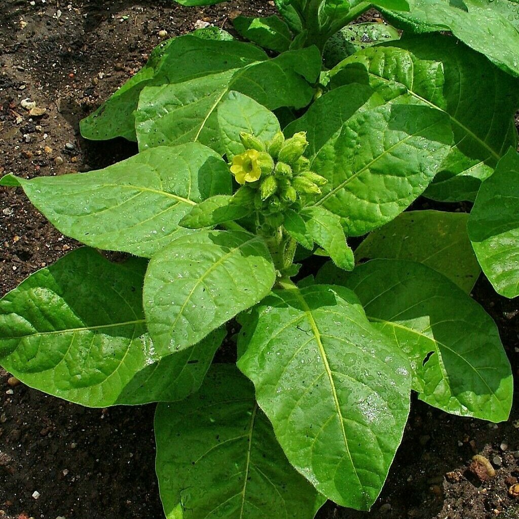 tobacco age vermont Vermont's Tobacco 21 law to go into effect September: What to know