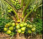 King Coconuts Organic Coconut seed sprouted four seeds