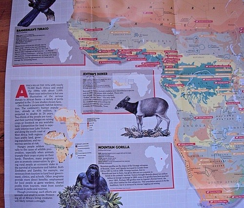 National Geographic December 1990 Map Africa Threatened Cheetah Elephant Rhino.. - Picture 3 of 4