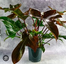 Philodendron Florida Bronze Houseplant In 14 Cm Pot