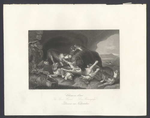 CACCIA ALL'ORSO, di FYT , incisione , 1850 + PASSEPARTOUT - Foto 3 di 3