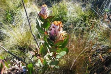 Protea speciosa | Bearded Sugarbush | 10 Seeds