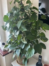 2 X Devils’s  Ivy or golden pothos or Money Plant- indoor, Come In  in a Pot
