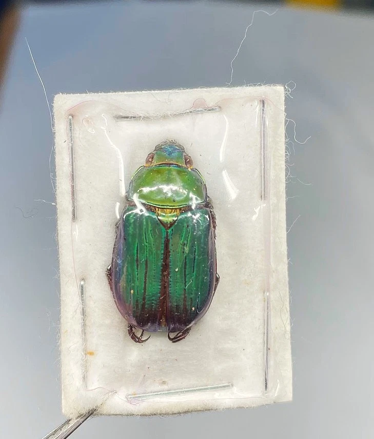Chrysina for sale | eBay