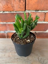Crassula ovata  Gollum Jade  