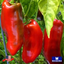 Pepper Fresh Seeds - Sweet - Marconi Red Non-GMO Heirloom Vegetable