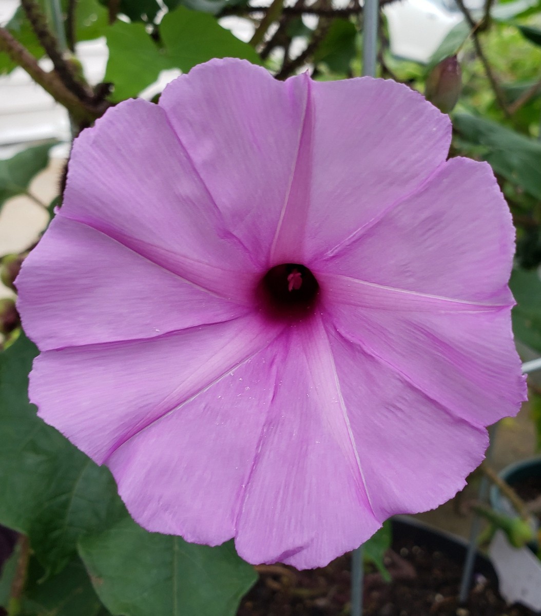 Brazilian Morning Glory | Ipomoea Setosa | Beautiful Exotic Vine