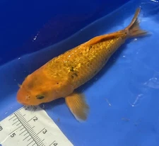 13-inch Ginrin Bengio, Black Swamp Koi Farms. Buyer Receives Koi Pictured