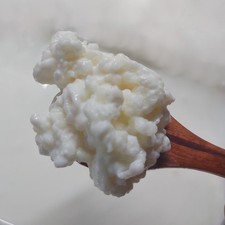 Live Organic Whole Milk Kefir Grains - Reusable Probiotic Starter