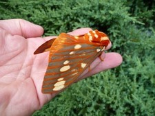 10x Regal Moth Eggs Citheronia Regalis Live Feeder Limited Amount Silkmoth 10x Regal Moth Eggs Citheronia Regalis Live Feeder Limited Amount Silkmoth