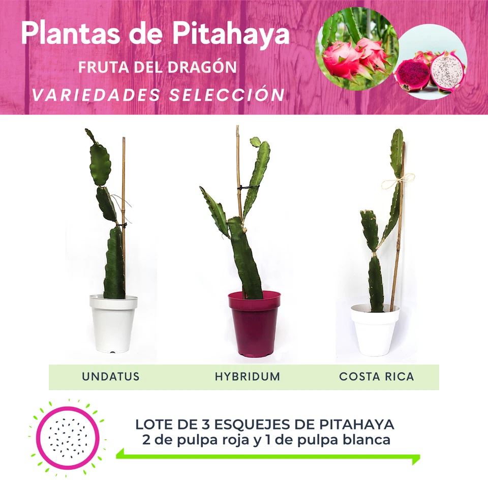 PLANTAS / ESQUEJES DE PITAYA O FRUTA DEL DRAGÓN. Lote de 3 plantas en maceta.