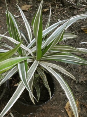 dracena ingrijire Dracaena Marginata Drachenbaum Zimmerpflanze 21cm 100cm kaufen main image 1