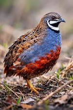 18 Rare Button Quail Hatching Eggs Exotic Chinese Paint Very Rare Order NOW 