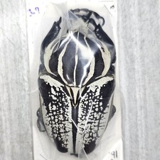 Cetoniinae for collectors | rare Protaetia, Osmoderma