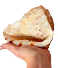 Vintage Natural Queen Helmet Conch Shell Large 6” Base Cassis Madagascariensis