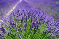 500-English Lavender Plant Seeds-We Use Organic Soil and Organic Amendments.