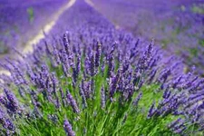 Organic English Lavender Plant Seeds/ 600 Count - Grown in the U.S.A.