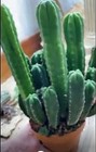 Echinopsis 'San Silvestre de Cochan' Landrace Peru 9"+Rare Takara source Cactus — photo 5