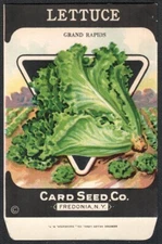 Vintage Seed Packet Lettuce Empty Fredonia New York NY 1920's Vegetable