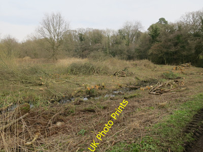 Foto 6x4 Lebensraummanagement von UEA Colney Ein paar Bäume aus einem We holen c2016
