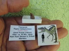 Tooth from the Raptor Deltadromeus from the Kem Kem Basin in Morocco